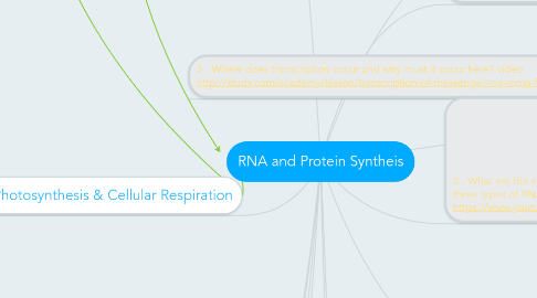 Mind Map: RNA and Protein Syntheis