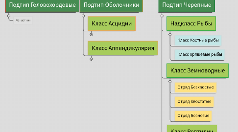 Mind Map: Тип хордовые