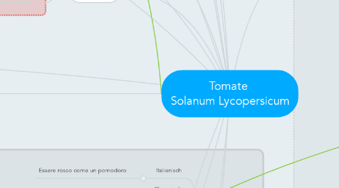 Mind Map: Tomate  Solanum Lycopersicum