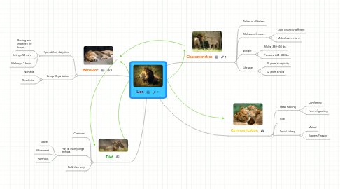 Mind Map: Lion