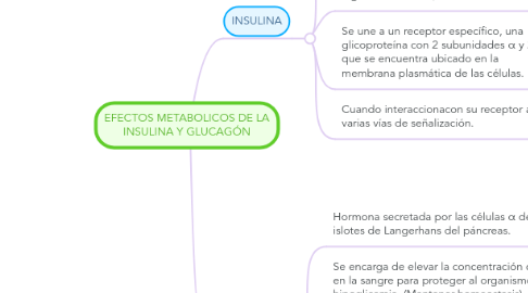 Mind Map: EFECTOS METABOLICOS DE LA INSULINA Y GLUCAGÓN