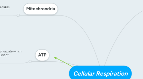 Mind Map: Cellular Respiration