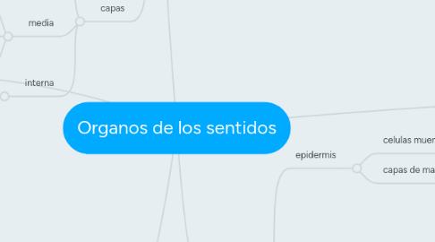 Mind Map: Organos de los sentidos