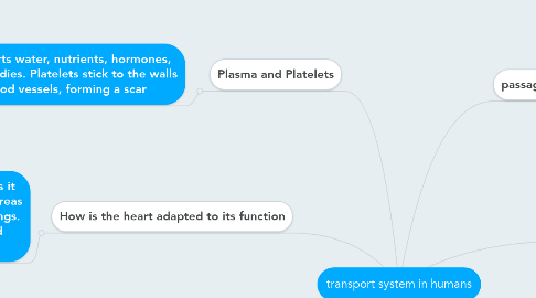 Mind Map: transport system in humans