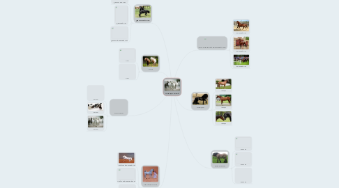 Mind Map: Породи коней