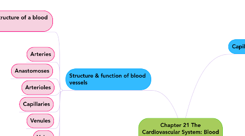 Mind Map: Chapter 21 The Cardiovascular System: Blood Vessels & Hemodynamics