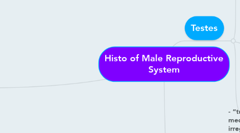 Mind Map: Histo of Male Reproductive System