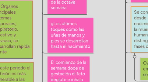 Mind Map: DESARROLLO PRENATAL
