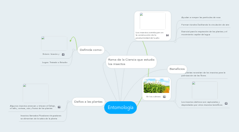 Mind Map: Entomología