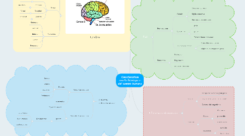 Mind Map: Características morfo-fisiológicas del cuerpo humano