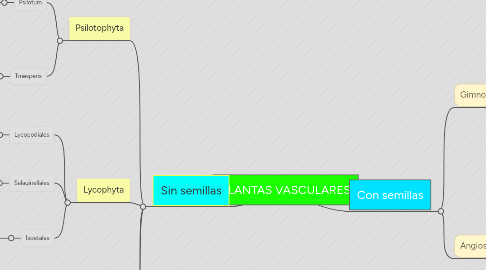 Mind Map: PLANTAS VASCULARES