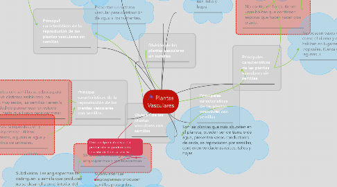 Mind Map: Plantas Vasculares