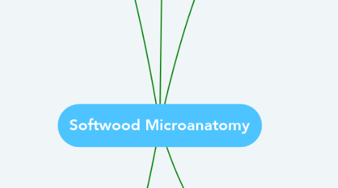 Mind Map: Softwood Microanatomy