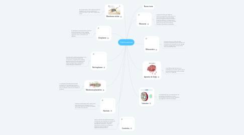 Mind Map: Célula animal