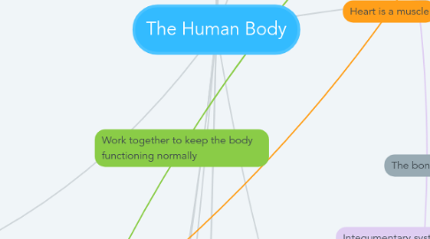 The Human Body | MindMeister Mind Map