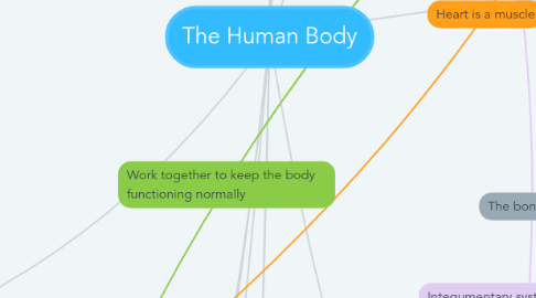 Mind Map: The Human Body