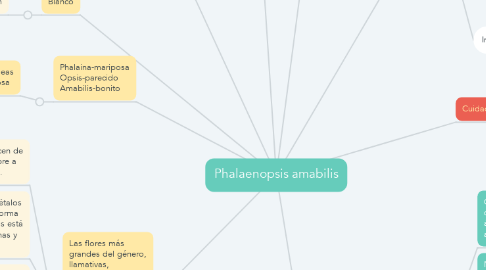 Mind Map: Phalaenopsis amabilis