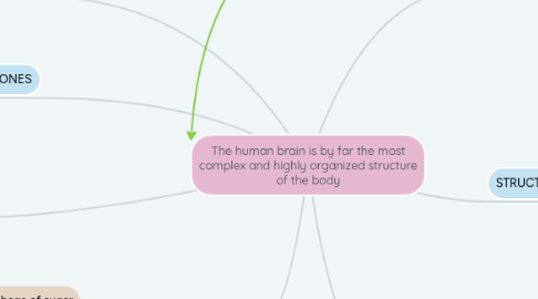 Mind Map: The human brain is by far the most complex and highly organized structure of the body