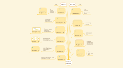 Mind Map: División Celular