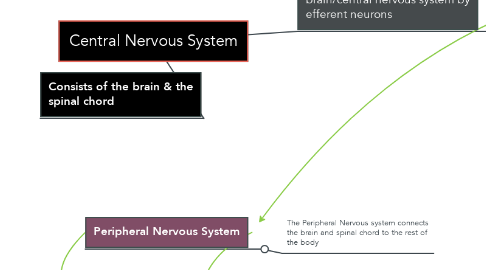Mind Map: Central Nervous System