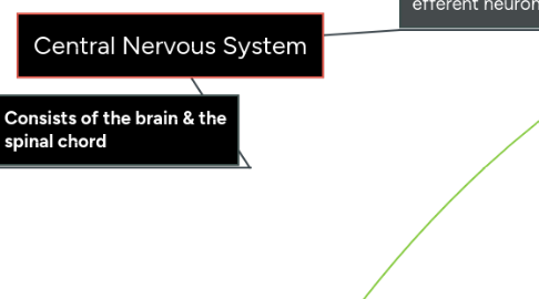 Mind Map: Central Nervous System