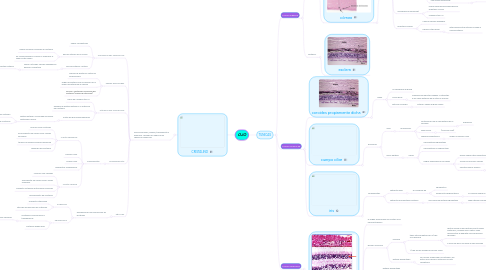 Mind Map: OJO