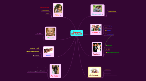 Mind Map: Etapas del SER HUMANO