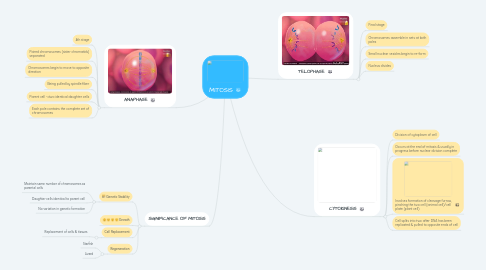 Mind Map: MITOSIS