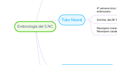 Mind Map: Embriología del S.NC