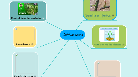Mind Map: Cultivar rosas