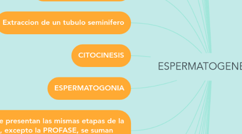 Mind Map: ESPERMATOGENESIS