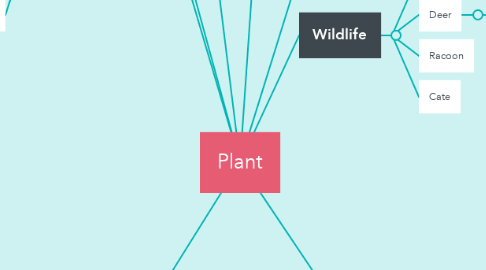 Mind Map: Plant