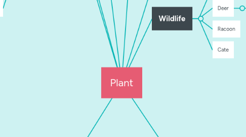 Mind Map: Plant