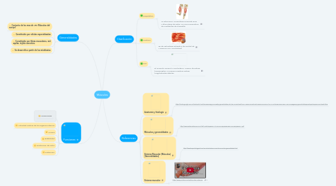 Mind Map: Músculos