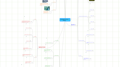 Mind Map: Actividades Economicas Primarias