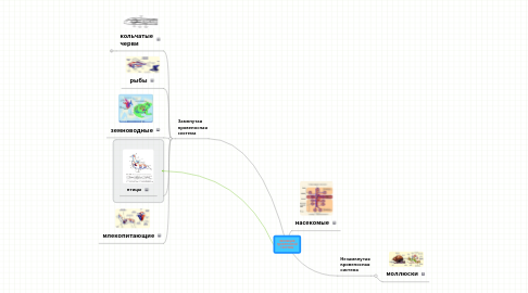 Mind Map: эволюция кровеносной системы