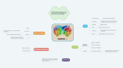 Mind Map: ENZIMAS