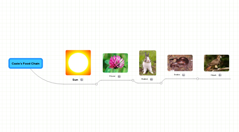 Mind Map: Casie's Food Chain