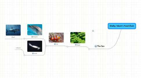 Mind Map: Shelby Valent's Food Chain