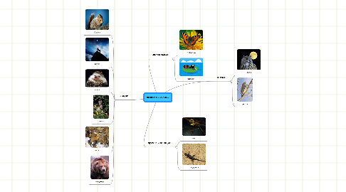 Mind Map: животные леса