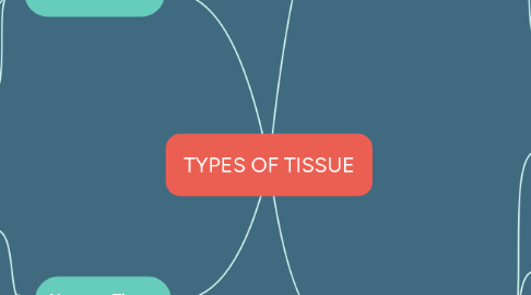 Mind Map: TYPES OF TISSUE