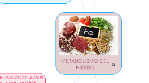 Mind Map: METABOLISMO DEL HIERRO