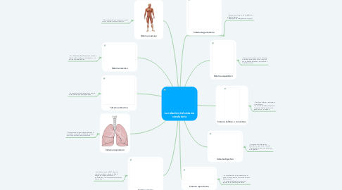Mind Map: La relación del sistema circulatorio