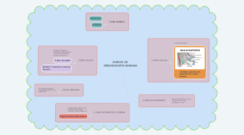 Mind Map: NIVELES DE ORGANIZACIÓN HUMANA