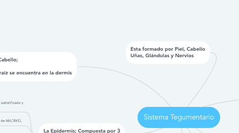 Mind Map: Sistema Tegumentario