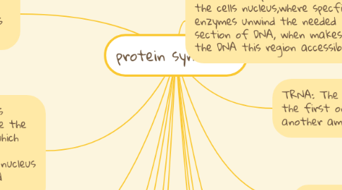 Mind Map: protein synthesis