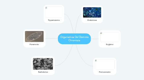 Mind Map: Organismos Del Dominio Chromista