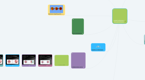 Mind Map: GAMETOGÉNESIS Y ORGANOGÉNESIS