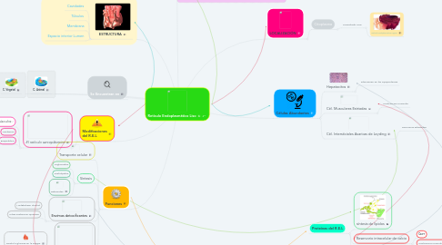 Mind Map: Retículo Endoplasmático Liso