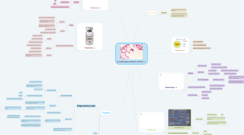 Mind Map: CITOMEGALOVIRUS( HCMV)